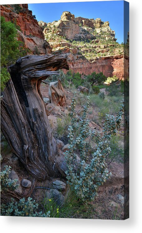 Capitol Reef National Park Acrylic Print featuring the photograph Grand Wash Butte by Ray Mathis