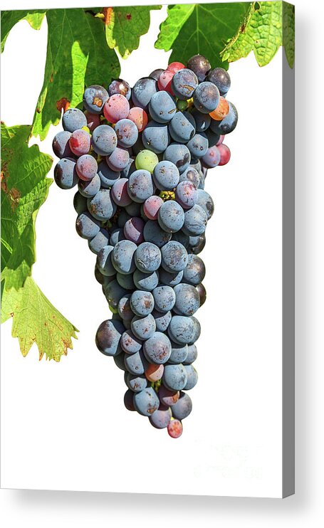 Red Grapes Acrylic Print featuring the photograph Grapes on vine by Benny Marty