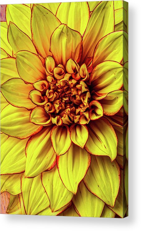 Color Acrylic Print featuring the photograph Graphic Dahlia 2 by Garry Gay