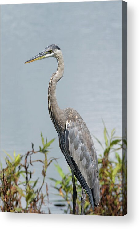 Heron Acrylic Print featuring the photograph Great Blue Heron #2 by Paul Rebmann