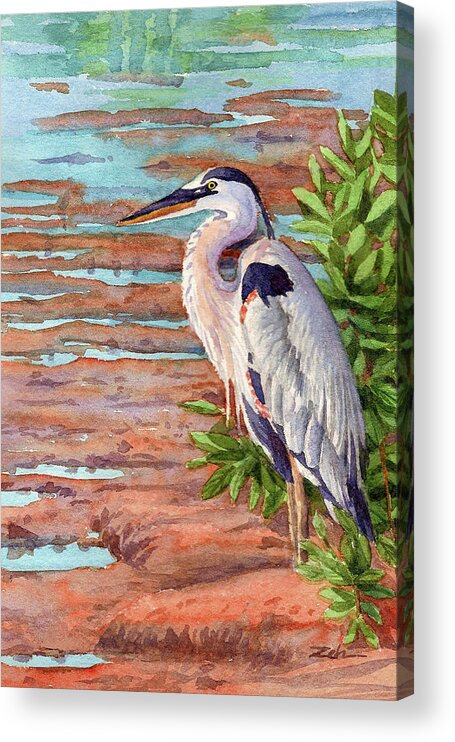 Great Blue Heron Acrylic Print featuring the painting Great Blue Heron in a Marsh by Janet Zeh