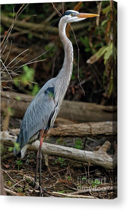 Great Blue Heron Acrylic Print featuring the photograph Great Blue Heron in Florida Swamp by Natural Focal Point Photography