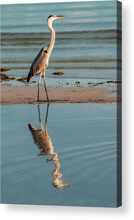 Bird Acrylic Print featuring the photograph Great Blue Reflection 6038 by Ginger Stein