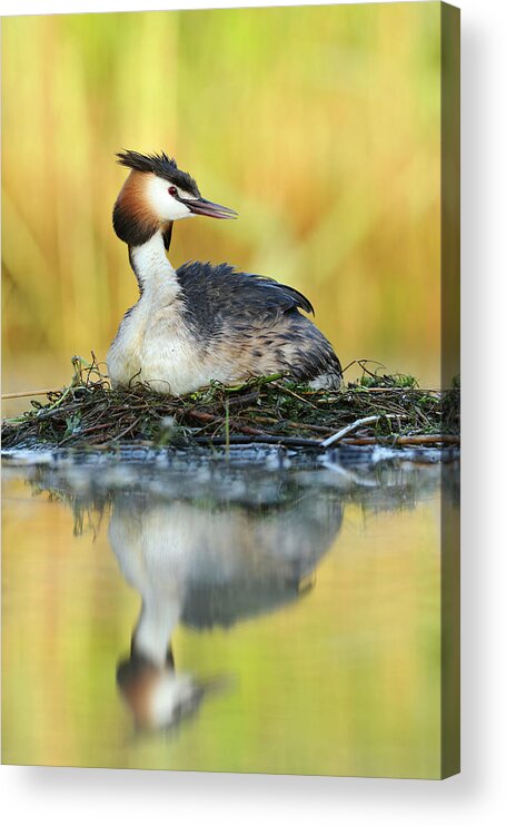 70015143 Acrylic Print featuring the photograph Great Creasted Grebe on Nest by Jasper Doest