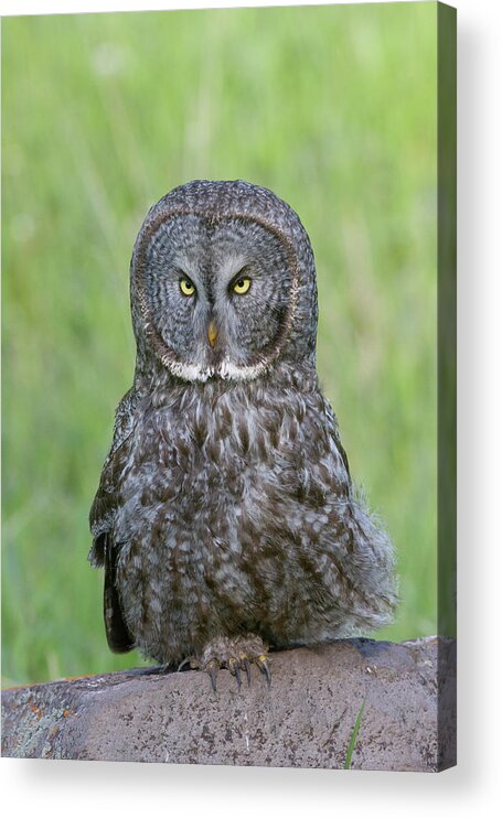 Wild Acrylic Print featuring the photograph Great Gray Intensity by Mark Miller