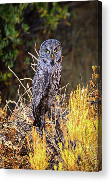 Great Grey Owl Acrylic Print featuring the photograph Great Grey Owl Portrait by Greg Norrell