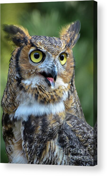Great Horned Owl Acrylic Print featuring the photograph Great Horned Owl Smiling by Amy Porter