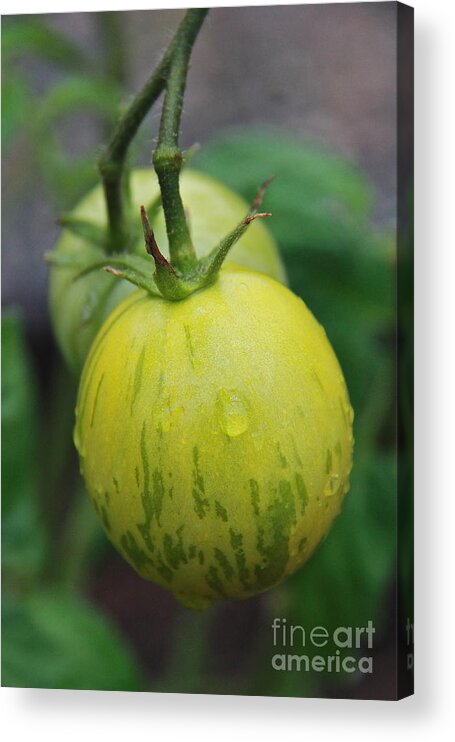 Green Tomatoes Acrylic Print featuring the photograph Green Zebra by Suzanne Oesterling