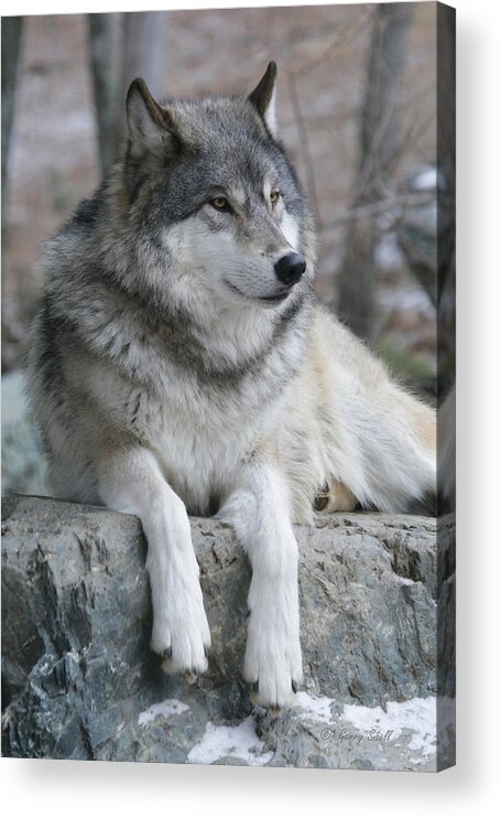 Nature Acrylic Print featuring the photograph Grizzer Showing His Best Side by Gerry Sibell