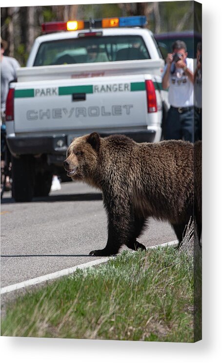 Grizzly Acrylic Print featuring the photograph Grizzly in Yellowstone by Mark Miller