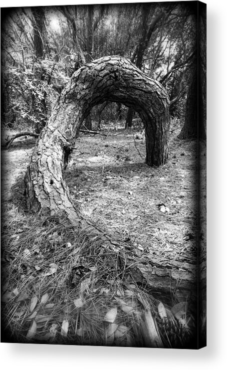Pine Acrylic Print featuring the photograph Grounded by Alan Raasch