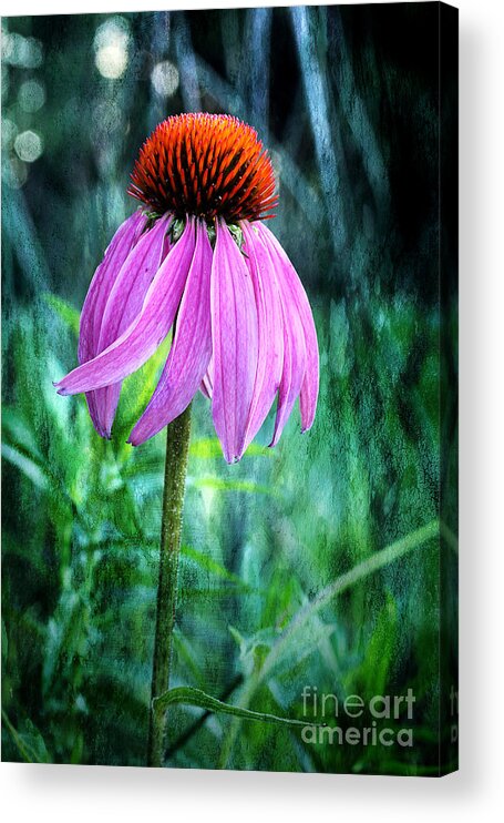 Pink Coneflower Acrylic Print featuring the photograph Growing Wild And Free by Michael Eingle