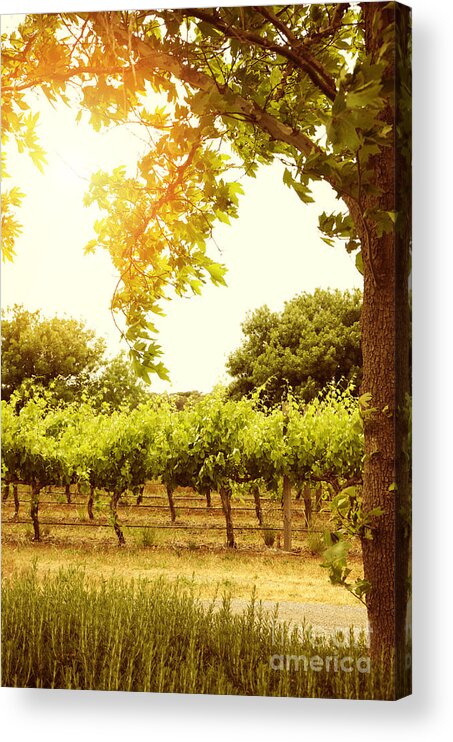 Wine Acrylic Print featuring the photograph Gum Tree and Vines by Milleflore Images