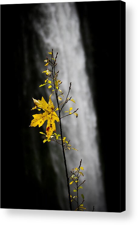Waterfall Acrylic Print featuring the photograph Hanging On by Albert Seger