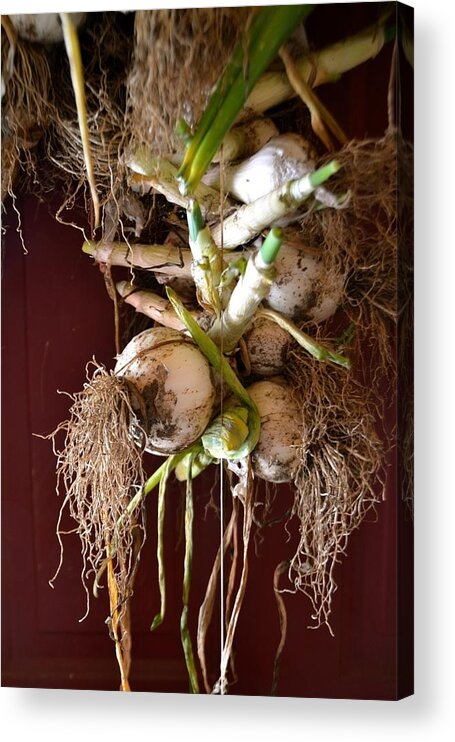 Onion Acrylic Print featuring the photograph Hanging Roots by Anna Lucas