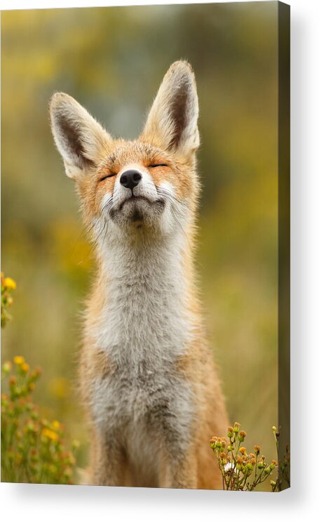 Red Fox Acrylic Print featuring the photograph Happy Fox by Roeselien Raimond