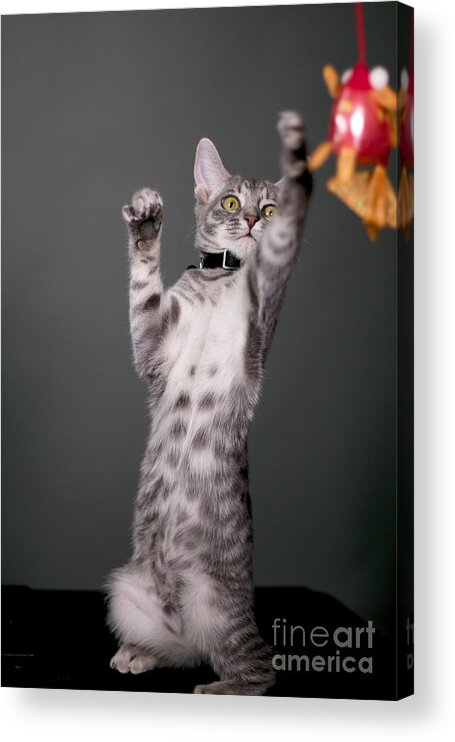 Digital Photography Acrylic Print featuring the photograph Happy Kitty by Afrodita Ellerman