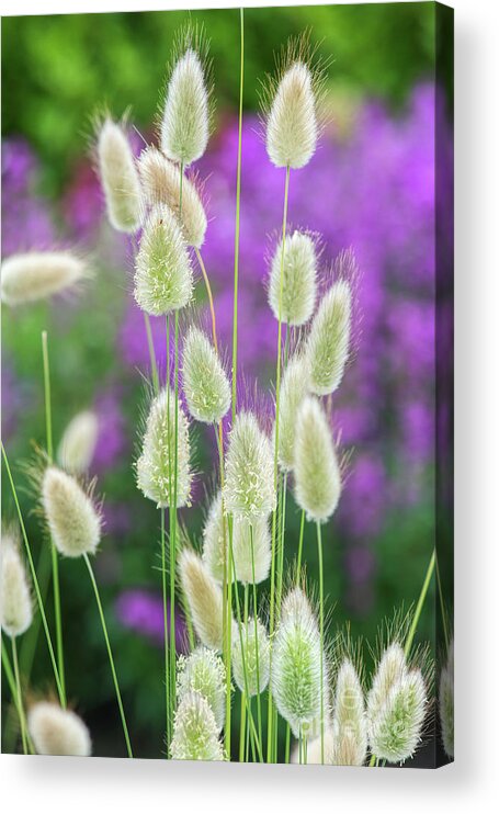 Lagurus Ovatus Acrylic Print featuring the photograph Hare's Tail Grass by Tim Gainey