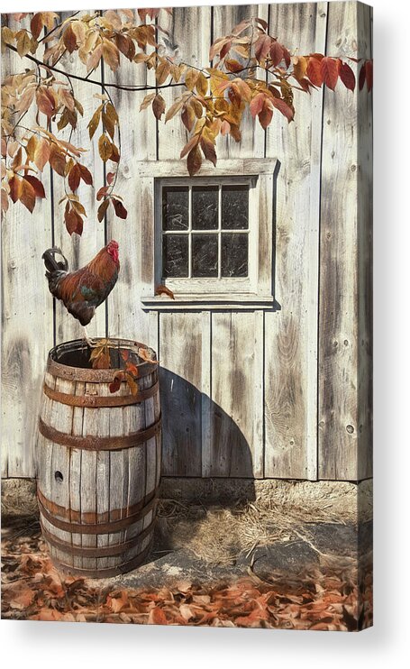 Rooster Acrylic Print featuring the photograph Harmony by Robin-Lee Vieira