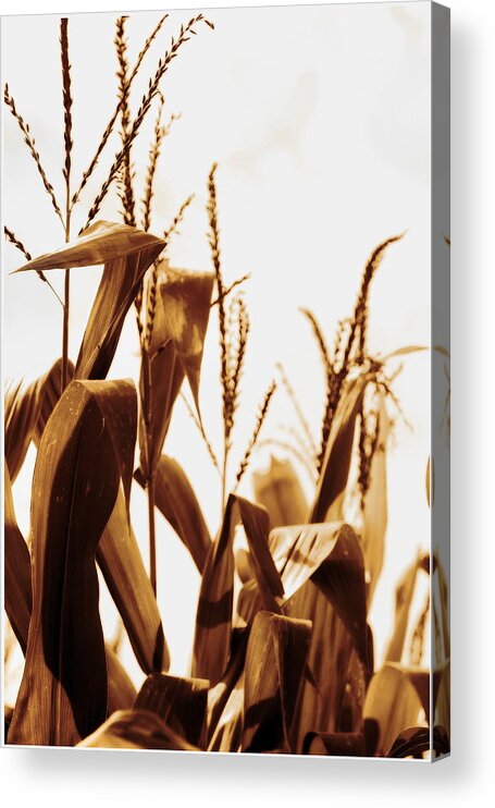 Farm Acrylic Print featuring the photograph Harvest Corn Stalks - Gold by Angela Rath