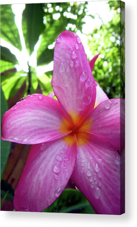 Pinnk Acrylic Print featuring the photograph Hawaiian Plumeria by Adam Johnson