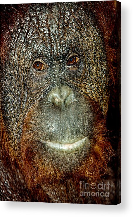 Adult Acrylic Print featuring the photograph Head Close-up Of A Male Orang Utan by Gerard Lacz