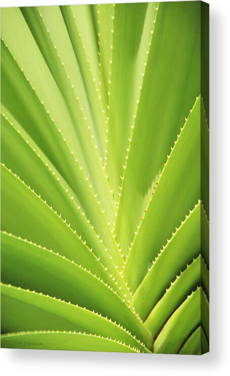 Tropical Acrylic Print featuring the photograph Heart Of The Hala by Kerri Ligatich