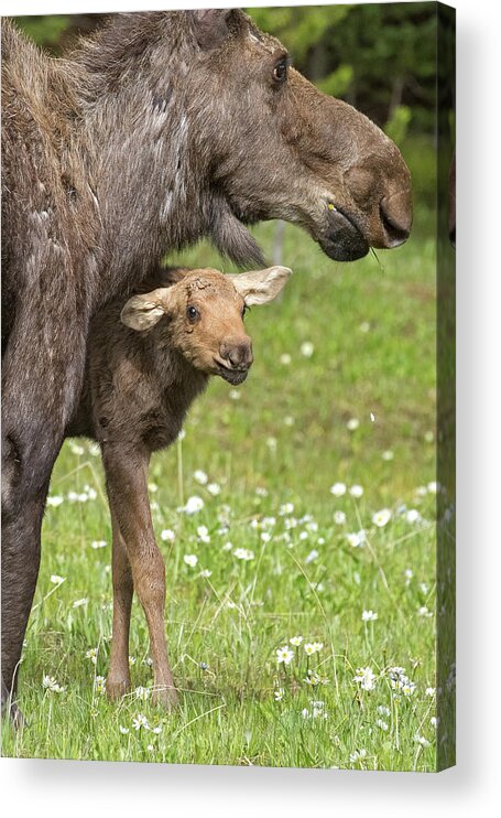 Moose Acrylic Print featuring the photograph Hello World by Sandy Sisti