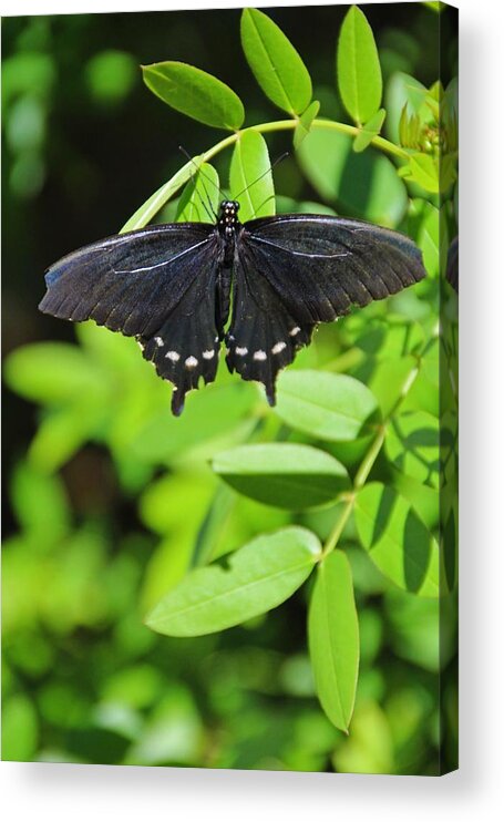 Black Swallowtail Acrylic Print featuring the photograph Her Eyes Are Watching- vertical by Michiale Schneider