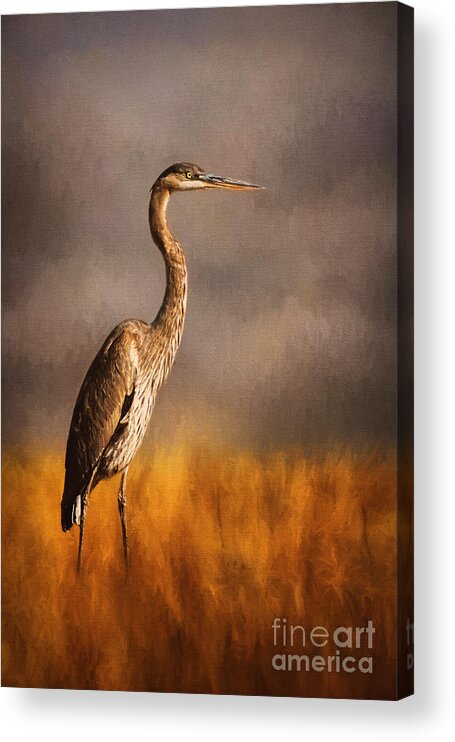 Heron In The Field Acrylic Print featuring the photograph Heron in the Field by Priscilla Burgers