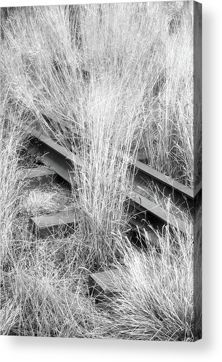 Plants Acrylic Print featuring the photograph Hidden Rails by Cate Franklyn