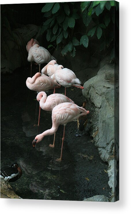 Scene Acrylic Print featuring the photograph Hide and Seek by Mary Mikawoz