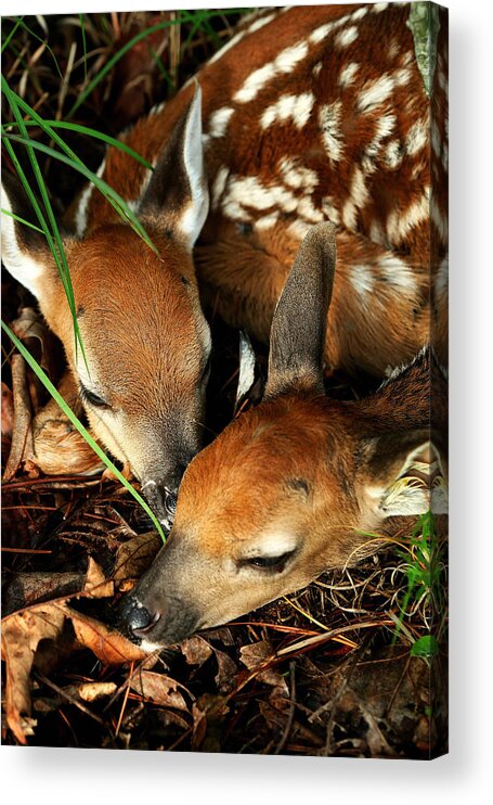 Fawns Acrylic Print featuring the photograph Hiding Twin Whitetail Fawns by Michael Dougherty