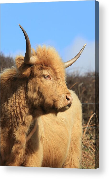 Highland Cattle Acrylic Print featuring the photograph Highland Cattle by Tony Mills