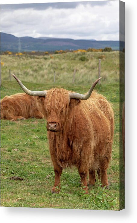 Animal Acrylic Print featuring the photograph Highland Cow 1396 by Teresa Wilson
