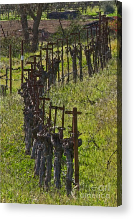 Napa Acrylic Print featuring the photograph Hillside Vines #1 by Mark Ali
