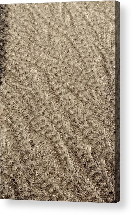 Hoar Frost Acrylic Print featuring the photograph Hoarfrost Grains in Sepia by Kim Bemis
