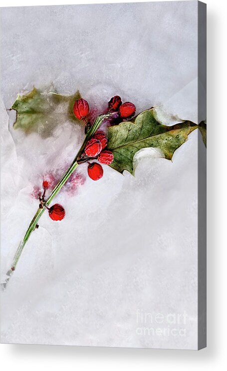 Holly Acrylic Print featuring the photograph Holly 4 by Margie Hurwich
