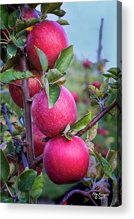 Apples Acrylic Print featuring the photograph Honeycrisp Harvest by Peg Runyan