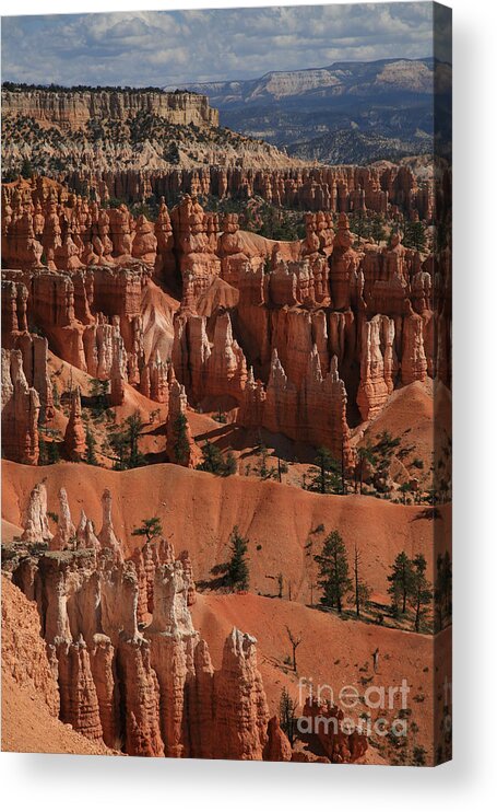 Bryce Canyon Acrylic Print featuring the photograph Hoo Doos by Timothy Johnson