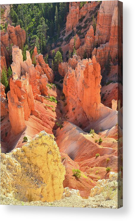 Bryce Canyon National Park Acrylic Print featuring the photograph Hoodoo Gulley by Ray Mathis