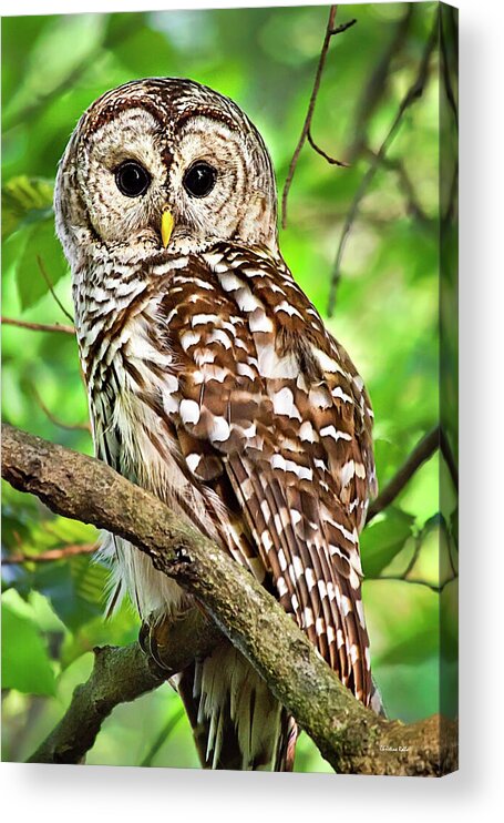 Owl Acrylic Print featuring the photograph Hoot Owl by Christina Rollo