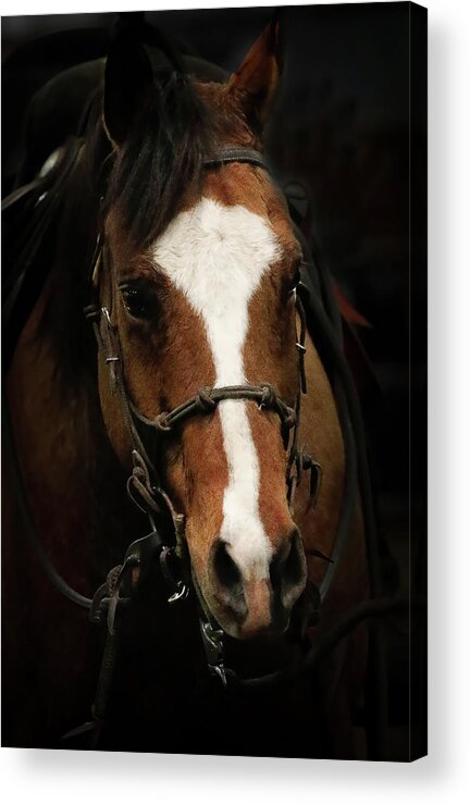 Horse Acrylic Print featuring the photograph Horse Wrangler by Athena Mckinzie
