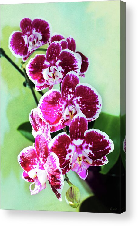 Orchid Acrylic Print featuring the photograph Hot Pink Moth Orchid by Shawna Rowe