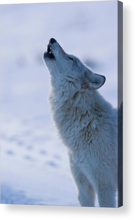 Wild Acrylic Print featuring the photograph Howl of the White Wolf by Mark Miller