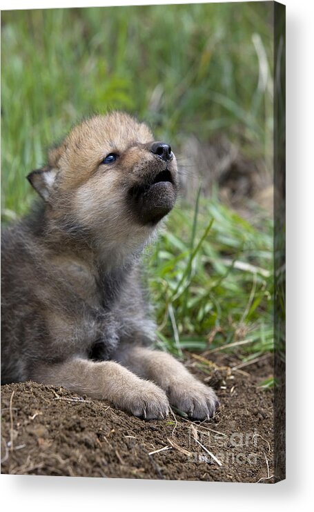 Gray Wolf Acrylic Print featuring the photograph Howling Wolf Cub by Jean-Louis Klein & Marie-Luce Hubert