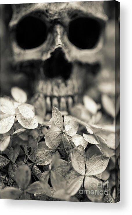 Still Life Acrylic Print featuring the photograph Human skull among flowers by Edward Fielding