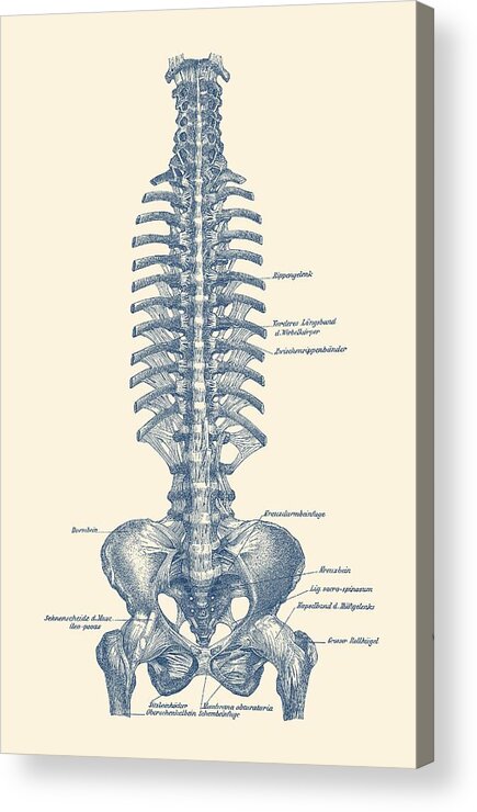 Spinal Cord Acrylic Print featuring the drawing Human Spine and Pelvis - Simple Diagram - Vintage Anatomy by Vintage Anatomy Prints