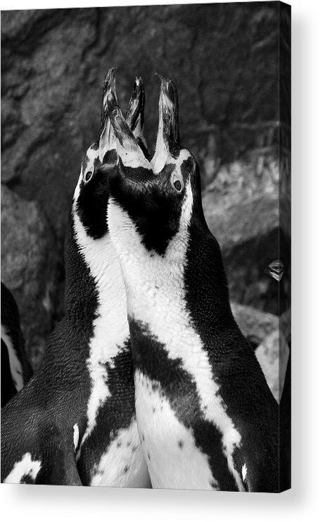 Animals Acrylic Print featuring the photograph Humboldt Penguins by Sarah Lilja