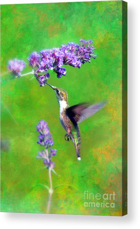 Humming Bird Acrylic Print featuring the photograph Humming Bird Visit by Lila Fisher-Wenzel